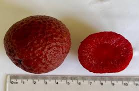 Image result for Sarcocephalus