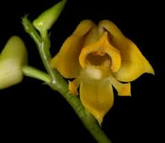 Image result for Polystachya adansoniae