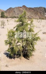 Image result for Tamarix usneoides