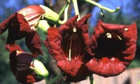 Image result for Kigelia