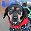 Story image for dogs and cats news articles from Fairfaxtimes.com