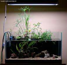 60cm Riparium Page 2 Aquascaping World Forum Underwater Plants Aquascape Plants