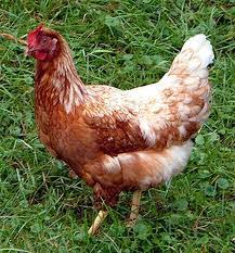 Maybe you would like to learn more about one of these? Ayam Petelur Unggul White Leghorn Hannayuri