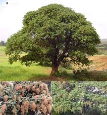 Image result for Hagenia abyssinica