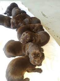 Check spelling or type a new query. Labrador Retriever Puppy For Sale In Lancaster Ca Adn 71246 On Puppyfinder Com Gender Male Age Labrador Retriever Labrador Retriever Puppies Labrador Dog