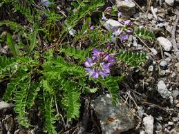 Image result for Astragalus atropilosulus