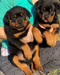 The rottweiler also served heavily in wwi as a police and security dog. Rottweiler Puppies For Adoption Sale Home Facebook