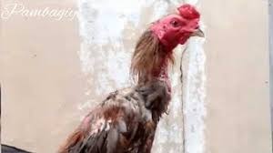 Warna ayam pamangon wido yang bagus. Ayambangkoksuper Youtube