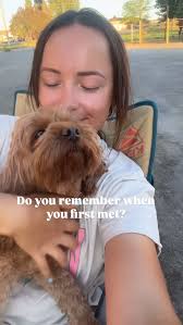 Maple Leaves has the cutest lil sploot! He's wavy coated, rich Carmel color  and is very sweet playful little guy! He's available for adoption! Link in  bio to fill out his puppy