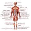 Muscles of anterior compartment of the leg. Https Encrypted Tbn0 Gstatic Com Images Q Tbn And9gcss7tqkhc3hsygus39syv2c Gnwluwquc4aw9ujv2odjlzc Be Usqp Cau