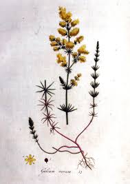 Image result for Galium verum