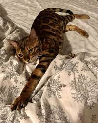 bengalkatze bengal cat timur bengal cat cats cute animals
