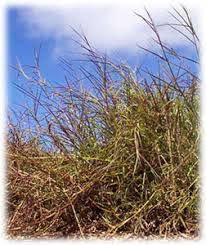 Image result for Hemarthria