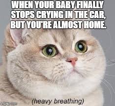 Find and follow posts tagged kitten meme on tumblr. Kitten Memes That Sum Up Motherhood Owlet S Blog