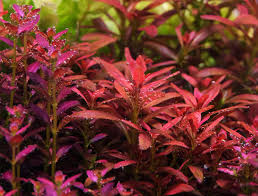 Image result for Rotala submersa