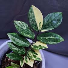 Image result for Zamiokulkas Zamioculcas