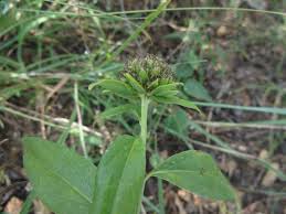 Image result for Blepharispermum