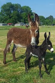 Maybe you would like to learn more about one of these? Huff S Mammoth Jackstock And Draft Mules Mammoth Jennets