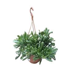 Image result for Crassula hobbit