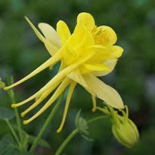 Delivery options and pricing are dependent on your location. Yellow Columbine Plants For Sale Online Aquilegia Sunshine Easy To Grow Bulbs