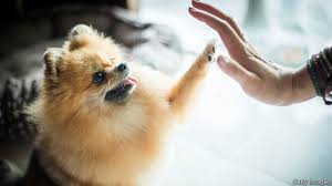 Then you interview with the manager. Petsmart Dog Training Review Is It Worth It Updated 2020 My Pup Training
