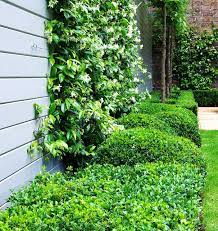 Climbing plants are those which have a natural means of supporting themselves, such as ivy (by its aerial roots), boston ivy, often incorrectly called virginia creeper (by its adhesive. Wonder Wall The Climbing Plants That Can Improve Your Garden Houzz Nz