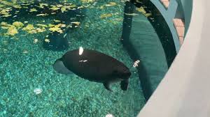 Bishop Museum Of Science And Nature Hours Two Manatees Arrived At The Bishop Museum Of Science And Nature S Parker Manatee Rehabilitation Habitat On Tuesday Manatee Florida Fish Jacksonville Zoo