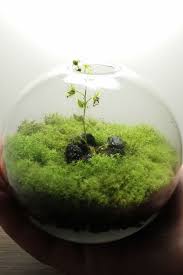 Pin On Terrariums And Desktop Gardens
