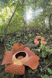 The World S Largest Plant Rafflesia Arnoldii Unusual Flowers Large Plants Plants
