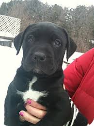 They have a playful personality & are an ideal family pet. Hadley Mi Labrador Retriever Meet Bishop A Pet For Adoption