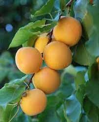 The chinese mormon that i got about 20 years ago did well but, my bad, i didn't spray it, so the although chinese apricot is considered a member of the species prunus armeniaca, i suspect this. Pin On Trees