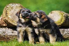 Should Dogs Lick Wounds How Saliva Licking Affect Healing Wounds