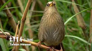 臺灣27種特有種野鳥
