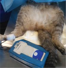 Maybe you would like to learn more about one of these? Evaluation Of The Nursing Care Plan In A Thyroidectomy Surgical Case The Veterinary Nurse
