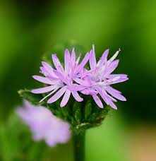 Image result for Elephantopus scaber