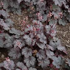 Image result for Heuchera `Swirling Fantasy`
