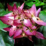 Image result for Sabicea bequaertii