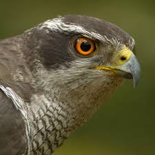 Cor Visser's Photos & Galleries