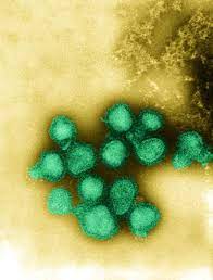 Influenza a h3n2 ha antibody. The H3n2 Flu Virus Is Known As The Hospitalizer Here S Why