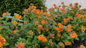 Choosing plants that bloom at different times will help you create a bright and colorful garden that both you and pollinators will love for months! Tips For Gardening In The West Texas Summer Heat