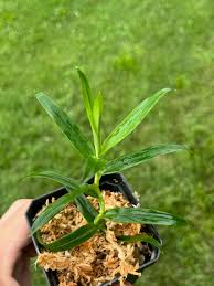 Image result for Pandanus sp. A