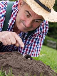 53 320 просмотров 53 тыс. Maulwurf Im Garten So Lasst Er Sich Vertreiben Bauen De