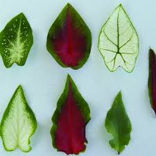 All strap leaved varieties are excellent for hanging baskets. Pdf Independent Inheritance Of Leaf Shape And Main Vein Color In Caladium