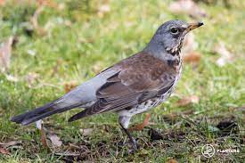 20 paul seemed relaxed, scanning the fields on either side of the muddy lane for fieldfares Wacholderdrossel Steckbrief Futter Jungvogel Co Plantura