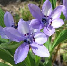 Image result for Babiana bainesii