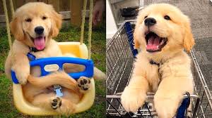 We hope you like cute dog. Baby Dogs Cute And Funny Dog Videos Compilation 20 Aww Animals Youtube