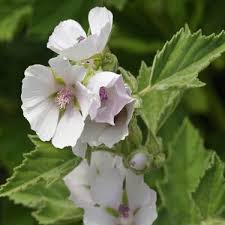Marshmallow plant, also known by its botanical name althea officinalis, is an herb that's been used. Marsh Mallow Seed Althaea Officinalis Herb Seeds