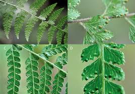 Image result for Dennstaedtiaceae