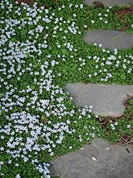 Because it is so vigorous, it's best use pachysandra to cover deeply shaded ground. Perennial Farm Marketplace Isotoma Fluviatilis Blue Star Creeper Groundcover 1 Quart Sky Bluish Flowers Ground Cover Perennials Ground Cover Shade