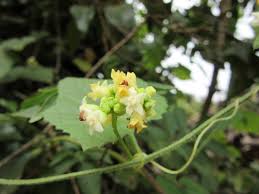 Image result for Zehneria scabra